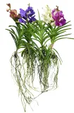 storczyk-orchidea-vanda-coerulea-niebieski-bez-doniczki-waga-z-opakowaniem-1-kg