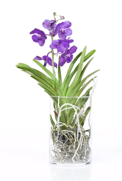 storczyk-orchidea-vanda-kremowy-bez-doniczki-kod-produktu-2043