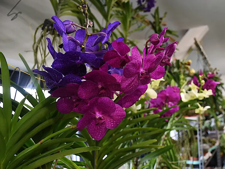 storczyk-orchidea-vanda-kremowy-bez-doniczki-rodzaj-rosliny-inny-kod-produktu-2043
