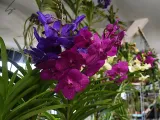 storczyk-orchidea-vanda-kremowy-bez-doniczki-rodzaj-rosliny-inny-kod-produktu-2043