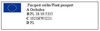 storczyk-orchidea-vanda-kremowy-bez-doniczki-waga-z-opakowaniem-1-kg-rodzaj-rosliny-inny