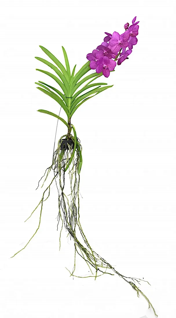 storczyk-orchidea-vanda-rozowy-bez-doniczki