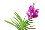 storczyk-orchidea-vanda-rozowy-bez-doniczki-rodzaj-rosliny-inny