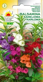 balsamina-kameliowa-karlowa-mix-kolorow-nasiona-balsaminy-kameliowej-toraf