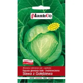 kapusta-slawa-z-golebiewa-sredniowczesna-plantico