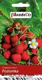 poziomka-bezrozlogowa-rujana-nasiona-poziomki-plantico