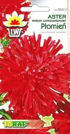 aster-chryzantemowy-wysoki-plomien-czerwony-nasiona-astra-toraf