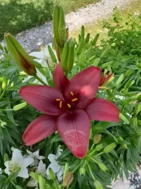 lilia-azjatycka-crimson-pixie-na-balkon-i-taras
