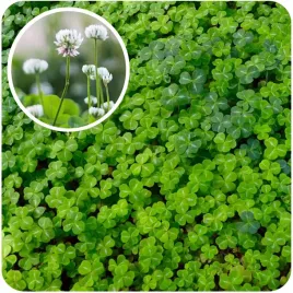 mikrokoniczyna-koniczyna-biala-drobne-liscie-05kg