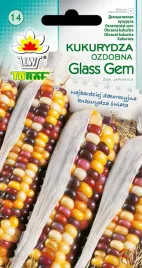 kukurydza-ozdobna-glass-gem-wielobarwna-nasiona-toraf