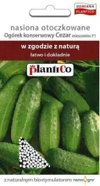 ogorek-gruntowy-cezar-f1-konserwowy-nasiona-otoczkowane-plantico