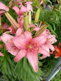 lilia-azjatycka-pink-pixie-na-taras-i-balkon