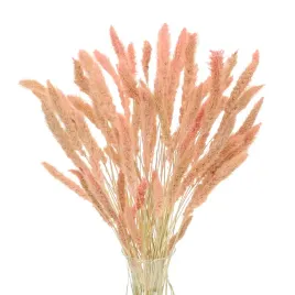 suszona-setaria-wlosnica-rozowa-trawa-ozdobna-30-szt