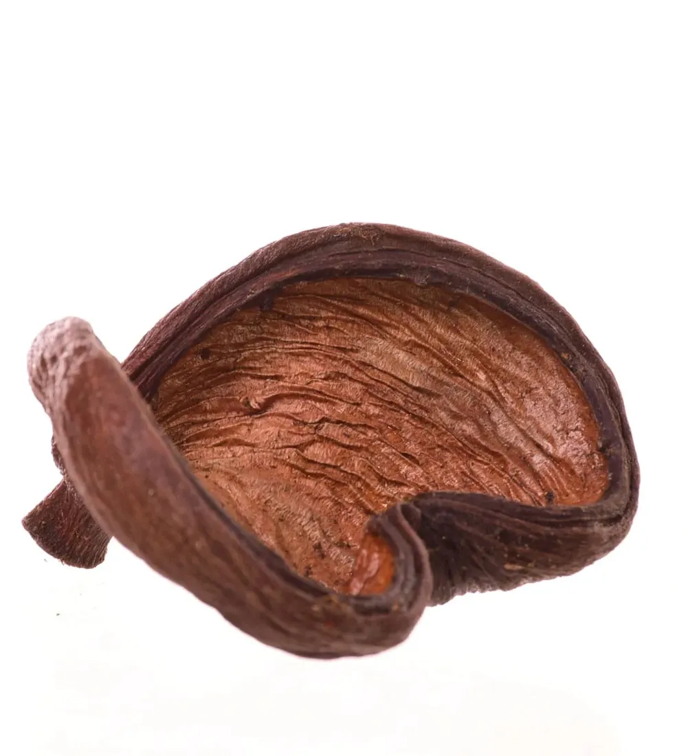 susz-dekoracyjny-badam-lakierowany-naturalny-do-kompozycji-stan-nowy