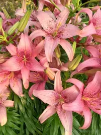 lilia-azjatycka-sorocaba-na-taras-i-balkon