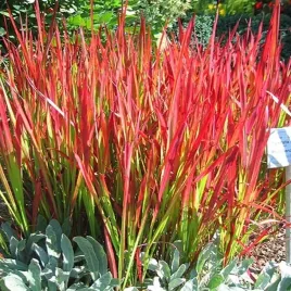 imperata-cylindryczna-red-baron-czerwono-zielona