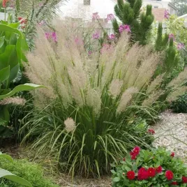 trawa-ozdobna-calamagrostis-brachytricha-sadzonka