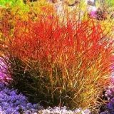 trawa-ozdobna-panicum-sangria-proso-hit
