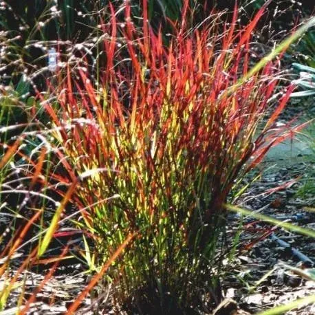 trawa-ozdobna-panicum-sangria-proso-hit-roslina-w-postaci-sadzonka-w-pojemniku-1-2l