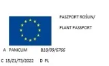 trawa-ozdobna-panicum-sangria-proso-hit-roslina-w-postaci-sadzonka-w-pojemniku-1-2l-styl-ogrod-skalny-ogrod-srodziemnomorski-ogrod-japonski-ogrod-nowoczesny-ogrod-wiejski