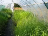 trawa-ozdobna-panicum-sangria-proso-hit-roslina-w-postaci-sadzonka-w-pojemniku-1-2l