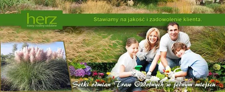 trawa-ozdobna-panicum-sangria-proso-hit-roslina-w-postaci-sadzonka-w-pojemniku-1-2l