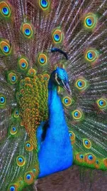 diamond-painting-haft-diamentowy-mozaika-zestaw-5d