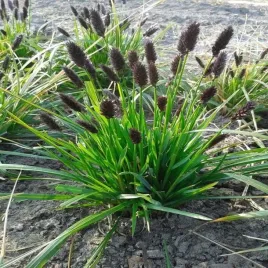 trawa-ozdobna-sesleria-caerulea-magiczne-kuleczki