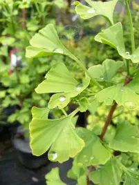 milorzab-dwuklapowy-zywa-skamielina-relikt