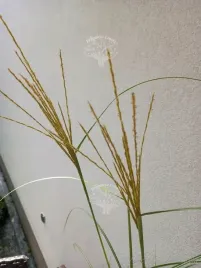 miskant-chinski-silberspinne-przyjemny-szum-traw