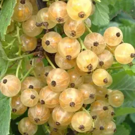 porzeczka-biala-blanka-idealna-do-malych-ogrodow-duzo-owocow-2l