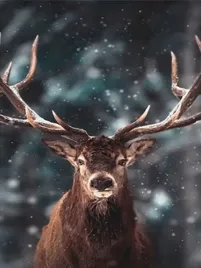 diamond-painting-haft-diamentowy-mozaika-zestaw-5d