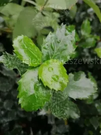 ostrokrzew-blue-prince-zywoplot-zimozielony