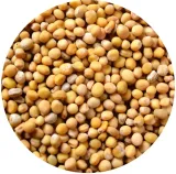 gorczyca-biala-ziarno-1000g