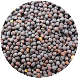 gorczyca-czarna-ziarno-100g-musztarda-pikle
