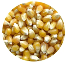 kukurydza-popcorn-premium-naturalna-5kg