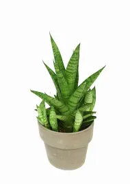 sansevieria-sansewieria-tough-lady-p10