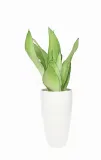 sansevieria-sansewieria-moonshine-p14