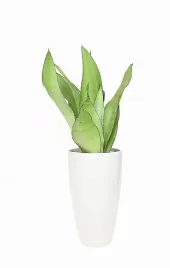 sansevieria-sansewieria-moonshine-p14