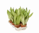sansevieria-sansewieria-moonshine-p14-rodzaj-rosliny-inny