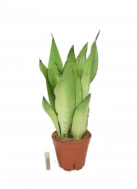 sansevieria-sansewieria-moonshine-p14-kod-produktu-2070