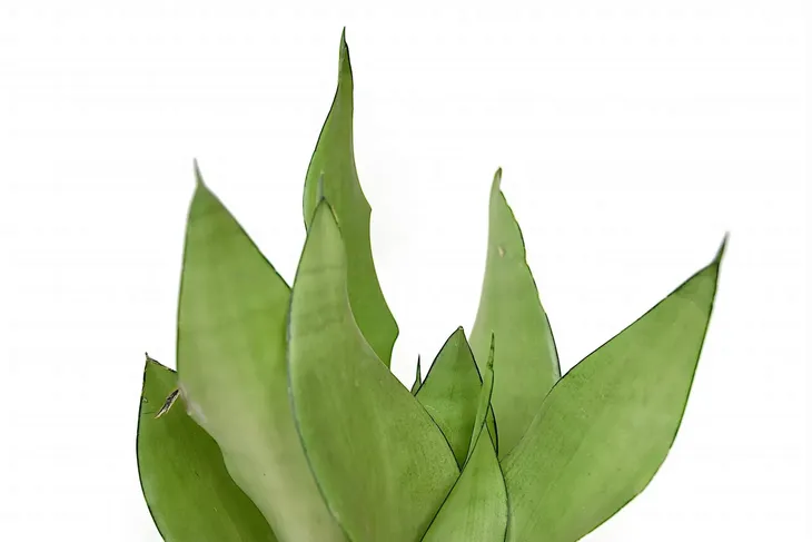 sansevieria-sansewieria-moonshine-p14-kod-produktu-2070-rodzaj-rosliny-inny