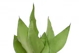 sansevieria-sansewieria-moonshine-p14-kod-produktu-2070-rodzaj-rosliny-inny