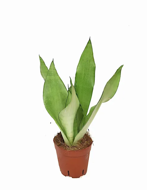 sansevieria-sansewieria-moonshine-p14-rodzaj-rosliny-inny