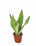 sansevieria-sansewieria-moonshine-p14-rodzaj-rosliny-inny