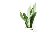 sansevieria-sansewieria-moonshine-p14-kod-produktu-2070