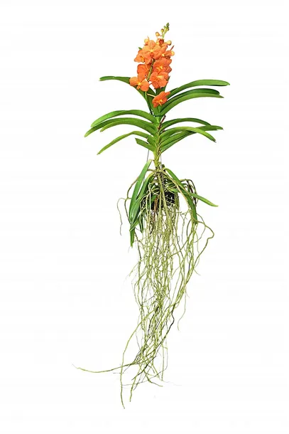 storczyk-orchidea-vanda-pomaranczowy