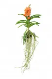 storczyk-orchidea-vanda-pomaranczowy