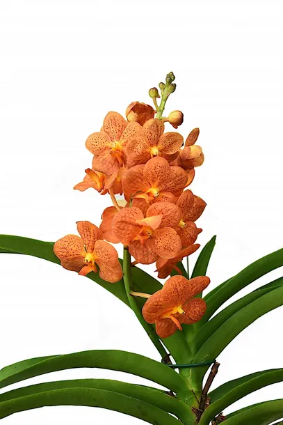 storczyk-orchidea-vanda-pomaranczowy-rodzaj-rosliny-inny