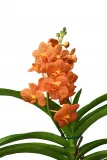 storczyk-orchidea-vanda-pomaranczowy-rodzaj-rosliny-inny